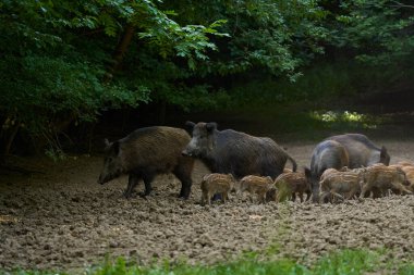 Vahşi domuzlar ormanda kök salıyorlar.