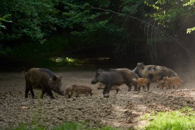 Vahşi domuzlar ormanda kök salıyorlar.