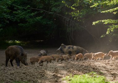 Vahşi domuzlar ormanda kök salıyorlar.