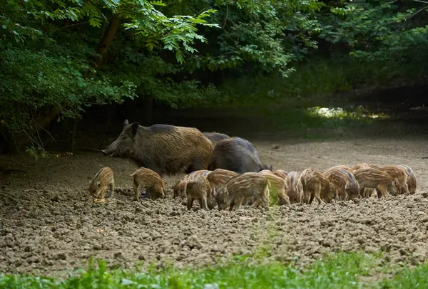 stock image Group wild hogs rooting through a glade in the forest