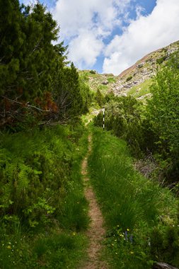 Yazın güzel dağlarda yeşil bitkiler ve yürüyüş yolları.