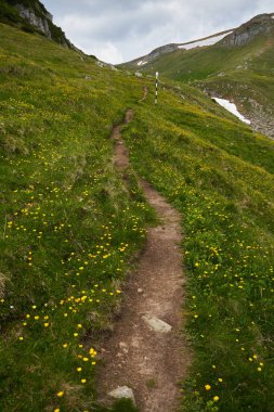 Yazın geniş çayırlarda, sarı çiçeklerle kaplı dağlar.