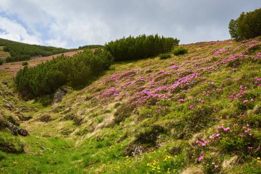 Uçsuz bucaksız çayırlarda, yaz aylarında dağlarla kaplanmış kır manzarası ve sarı kır çiçekleri.
