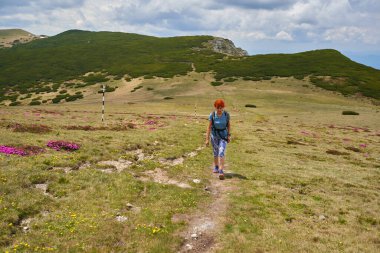 Sırt çantalı bir kadın yürüyüşçü, bir dağda, çiçek açmış pembe rhododendron çiçeklerinin arasında yürüyor.