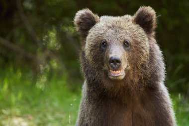 Dağlardaki yol kenarında yiyecek bir şeyler arayan kahverengi ayının yakınına.