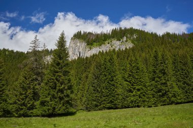 Yüksek dağlar, çam ağaçları ve köknar ağaçları olan dağlık bir arazi.