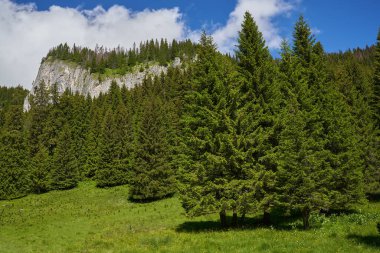 Yüksek dağları, çamı ve köknar ormanları olan yaz dağları manzarası