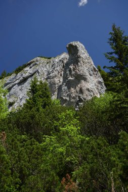 Yüksek dağlar ve köknar ormanlarıyla gündüz dağları manzarası