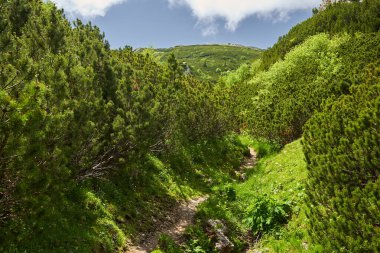 Yüksek dağlarla, çam ağaçlarıyla ve köknar ormanlarıyla manzaralı bir yer.