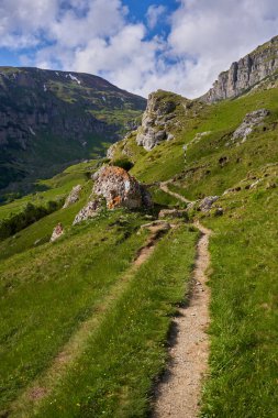 Yüksek dağları ve çam ormanları olan yaz manzarası