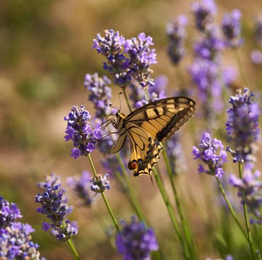 Kırlangıç kelebeği, papilio machaon, lavanta çiçekleri, tozlaşma ve nektarla beslenme