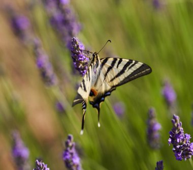 Kırlangıç kelebeğine yakın çekim, Papilio machaon, lavanta çiçekleri, tozlaşma ve nektarla beslenme