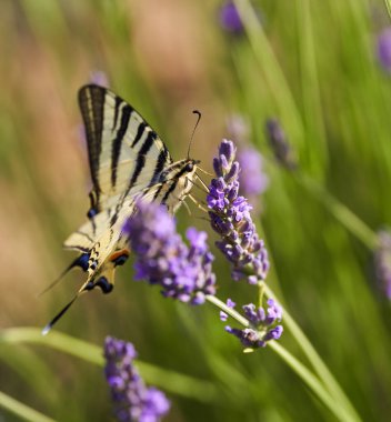 Kırlangıç kelebeğine yakın çekim, Papilio machaon, lavanta çiçekleri, tozlaşma ve nektarla beslenme