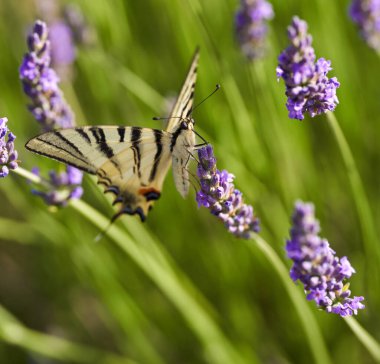 Kırlangıç kelebeği, papilio machaon, lavanta çiçekleri, tozlaşma ve nektarla beslenme