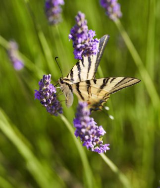 Kırlangıç kelebeği, papilio machaon, lavanta çiçekleri, tozlaşma ve nektarla beslenme