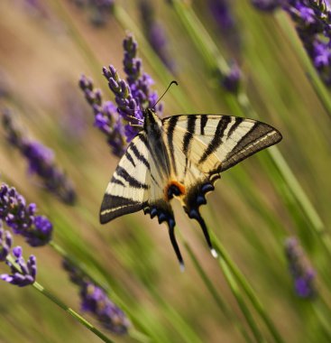Kırlangıç kelebeğine yakın çekim, Papilio machaon, lavanta çiçekleri, tozlaşma ve nektarla beslenme