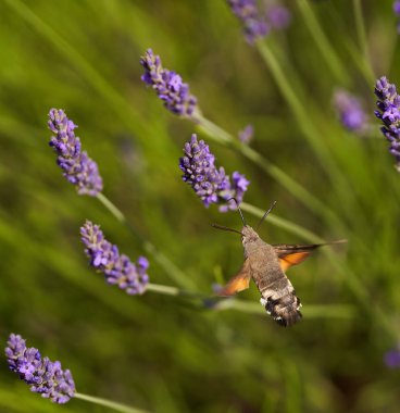 Sinekkuşu güvesi lavanta çiçekleriyle nektarla besleniyor, makro çekim.