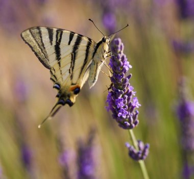 Kırlangıç kelebeğine yakın çekim, Papilio machaon, lavanta çiçekleri, tozlaşma ve nektarla beslenme