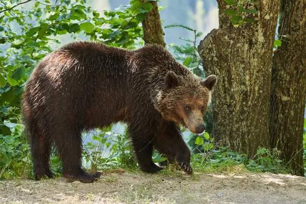 stock image Brown bear on the roadside in the mountains foraging for anything to eat