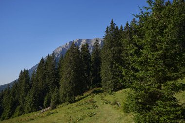 Yaz ortasında, gün ışığında yemyeşil ormanlarla kaplı dağlar. 