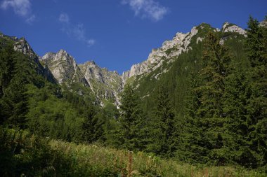 Yaz ortasında, gün ışığında yemyeşil ormanlarla kaplı dağlar. 