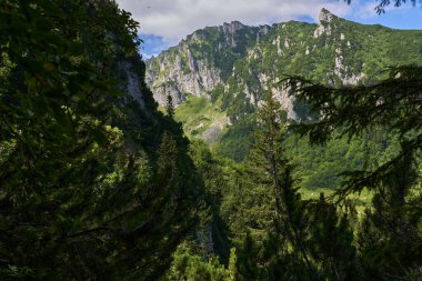 Yazın ortasında yemyeşil ormanlar ve zirvelerle kaplı kayalık dağlarla dolu resim gibi bir manzara.