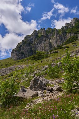 Yazın ortasında gür orman ve tepelerle kaplı Rocky dağları