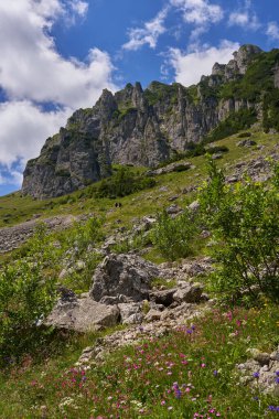 Yazın ortasında gür orman ve tepelerle kaplı Rocky dağları