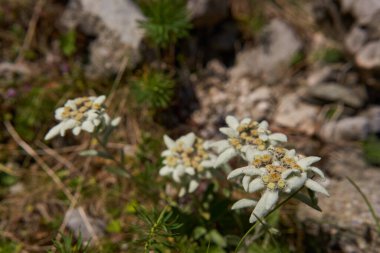 Closeup of endangered Edelweiss flowers, Leontopodium alpinum, Leontopodium nivale, growing on rocky terrain in the high mountains clipart