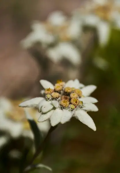 stock image Rare, endangered Edelweiss flowers, Leontopodium alpinum, Leontopodium nivale, growing on rocky terrain in the high mountains