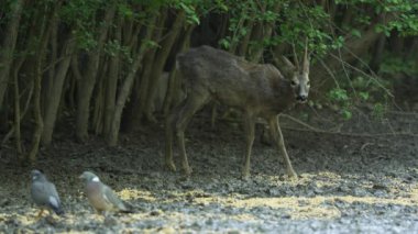 Roebuck, capreolus capreolus, meşe ormanında yaprak yiyor.