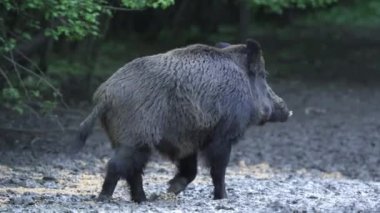 Genç yaban domuzu, ormanda yiyecek arayıp duruyor. 