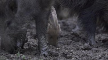 Sürüdeki yabani domuzlar gündüz vakti ormandaki bir arazide geziniyorlar. 