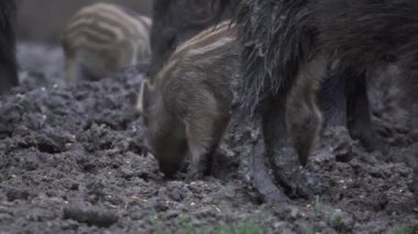 Sürüdeki yabani domuzlar gündüz vakti ormandaki bir arazide geziniyorlar. 