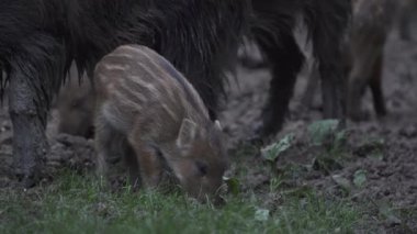 Sürüdeki yabani domuzlar gündüz vakti ormandaki bir arazide geziniyorlar. 