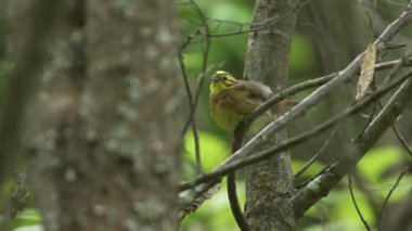 Sarı Çekiç Kuşu, Emberiza Citrinella, ormanın içinde tünedi ve uçtu.