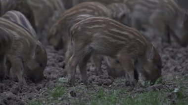 Sürüdeki yabani domuzlar gündüz vakti ormandaki bir arazide geziniyorlar. 