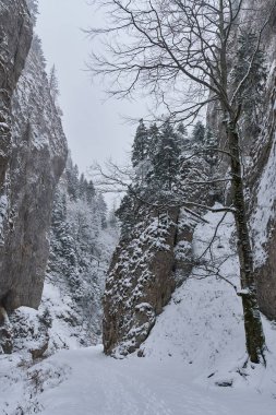 Dağlarda yol ve yoğun kar altında çam ormanları olan kış manzarası