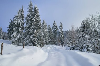 Dağlarda yol ve yoğun kar altında çam ormanları olan kış manzarası
