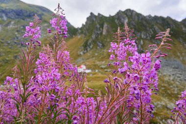 Yaz sonunda yüksek dağlarda küçük mor yabani çiçekler.