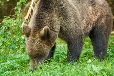 Brown bear at roadside in Romania, waiting for tourists to throw them food clipart