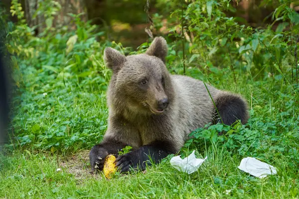 stock image Brown bear with corn at roadside in Romania at daytime 