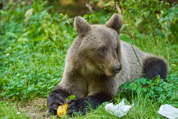 stock image Brown bear with corn at roadside in Romania at daytime 