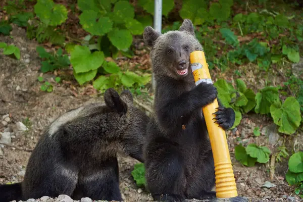 stock image Cute brown bears at roadside in Romania at dayitme