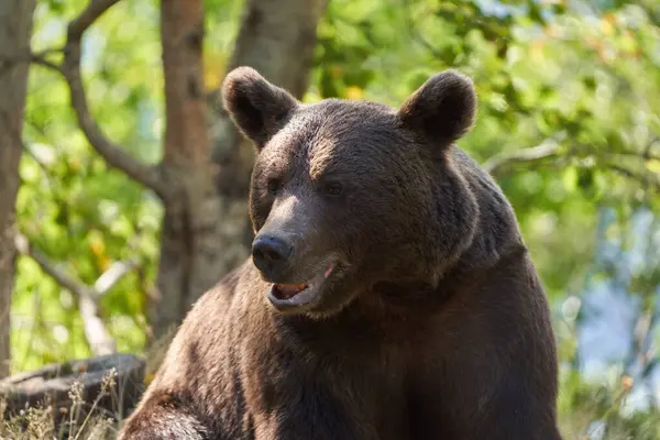 stock image Great brown bear portrait in summer forest at daytime 