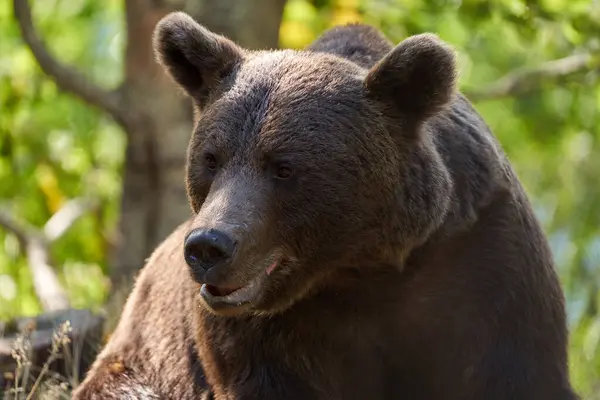 stock image Large brown bear closeup portrait in late summer, very big and strong specimen