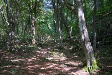 Yazın sonlarında yaprak döken ağaçlar ve yürüyüş yolu olan orman