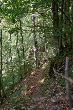 Yaz sonlarında ağaçların ve yürüyüş yolunun gündüz görünümü