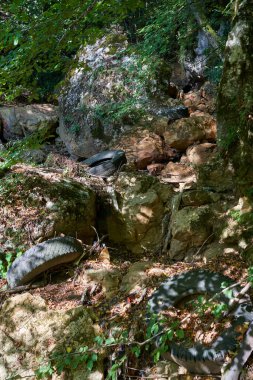 Çöp kirliliği, güzel bir ormana atılmış bir sürü çöp.