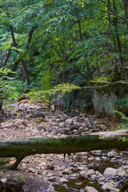 Çöp kirliliği, güzel bir ormana atılmış bir sürü çöp.